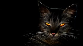 Black Cat