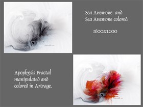 Sea Anemone