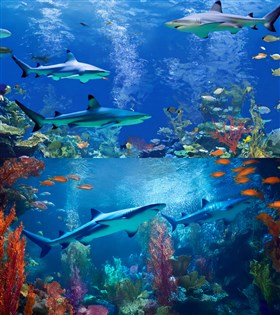 Shark Fun