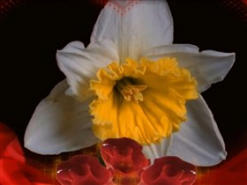 beauty of flowers