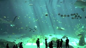 Georgia Aquarium