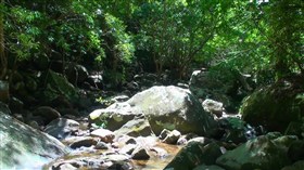 Rocky Forestcreek