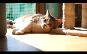 Resting cat