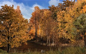 Woodland Stream