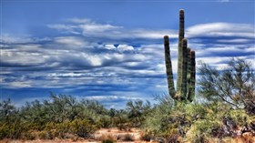 Surreal Cacti