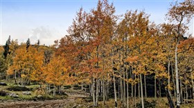 Colorado Aspen