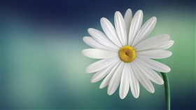 White and Yellow Leucanthemum Flower