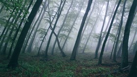 Slanted Forest