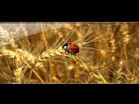 Vista Bug Wide Screen Pack