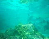 dolphin