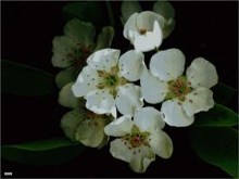 Pear Blossoms