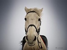 White Horse