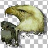 Weeping Eagle