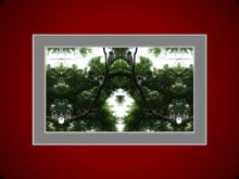 Owls of Pioneer I