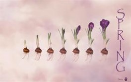 Spring Wall