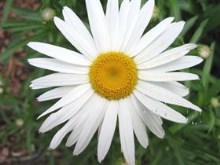 Daisy love.. #Spring10