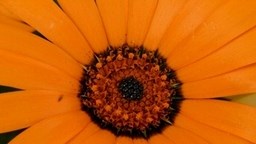 FlowerTimelapse