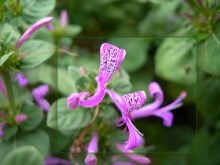Violet