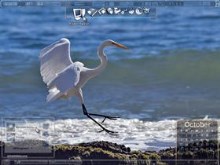 Great Egret II