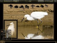 Double Snowy Egrets