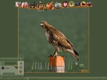 Red Tailed Hawk