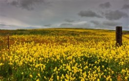 Mustard and Fiddleneck