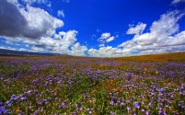 Wildflowers V