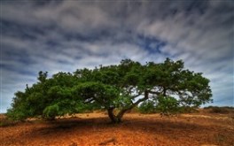 Coast Live Oak