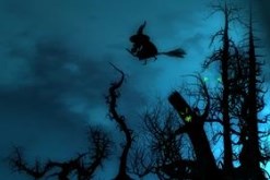 Woods at Night WS