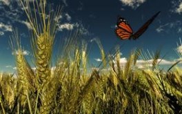 Golden field -  #summer09