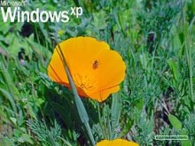 WinXp Flower Boot