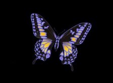 Blacklight Butterfly 02
