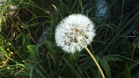 PusteBlume