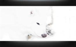 Sammie Wall pack