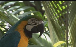 Parrot