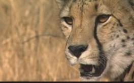 Cheetah