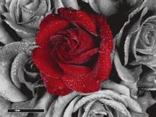 one red rose