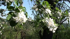 Blooming apple tree