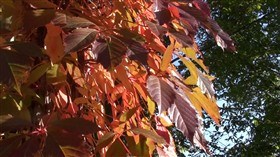 Vine Leaves