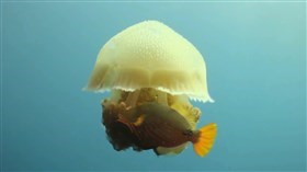 Yellow_Jellyfish and Triggerfish