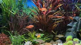 Nice_Freshwater_Fish
