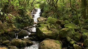 Sublime_Forest_Creek_Falls