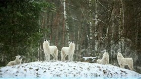 White_Wolfs