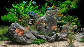 Aquarium_Overstock.Fish