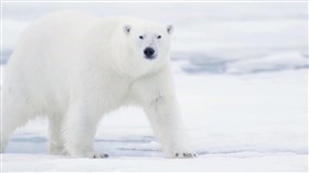 Polar_Bear_Shuffle