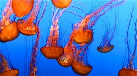 Pacific sea nettle