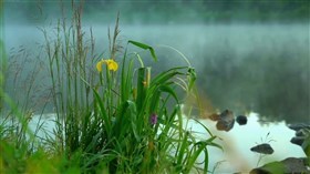 Misty_River_Flowers