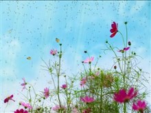 Spring_Blooms