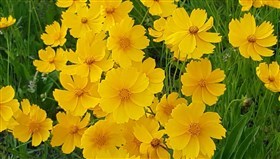 Yellow_Beauties