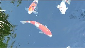 Kool_Koi
